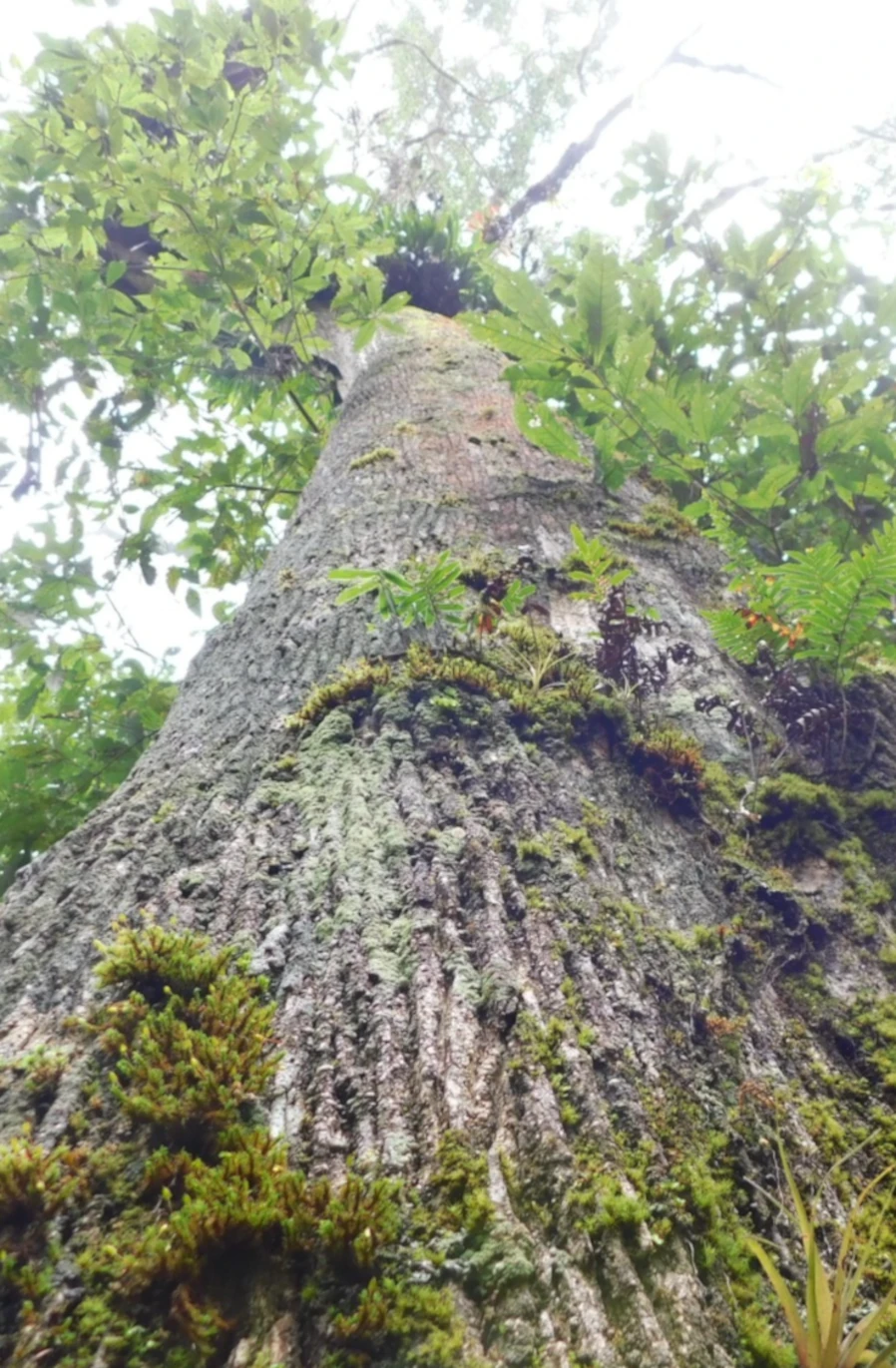 Detalles del registro